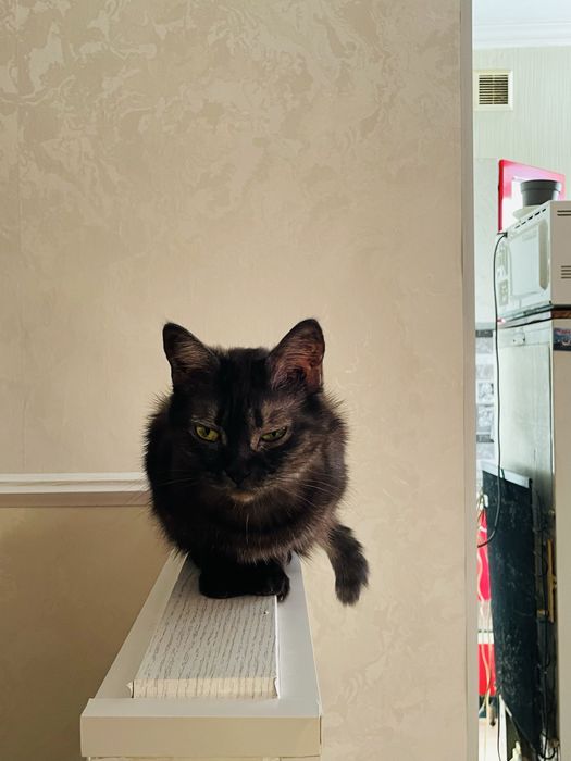 2 кошки в добрые руки