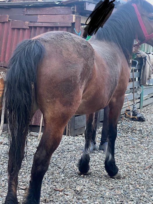 Vând iapa de 6 ani.