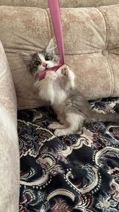 Котята даром в добрые руки