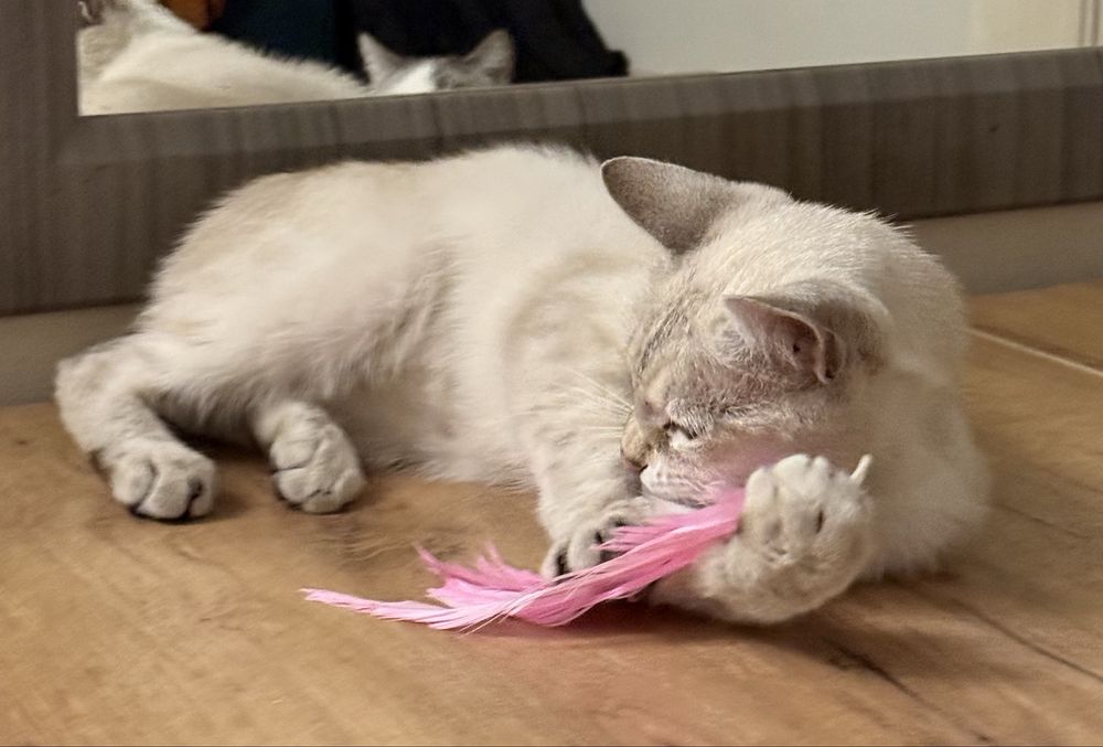 В добрые руки котик!