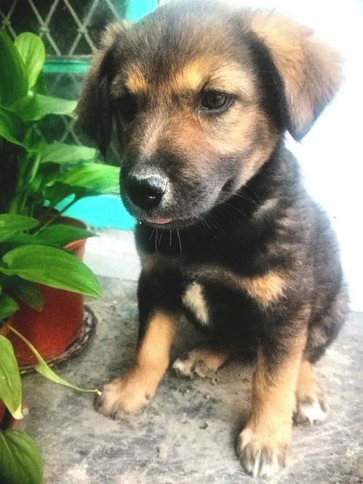 В добрые руки щенок охранник