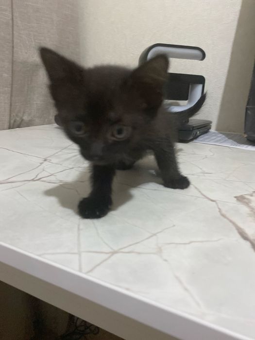 Отдам милого котенка