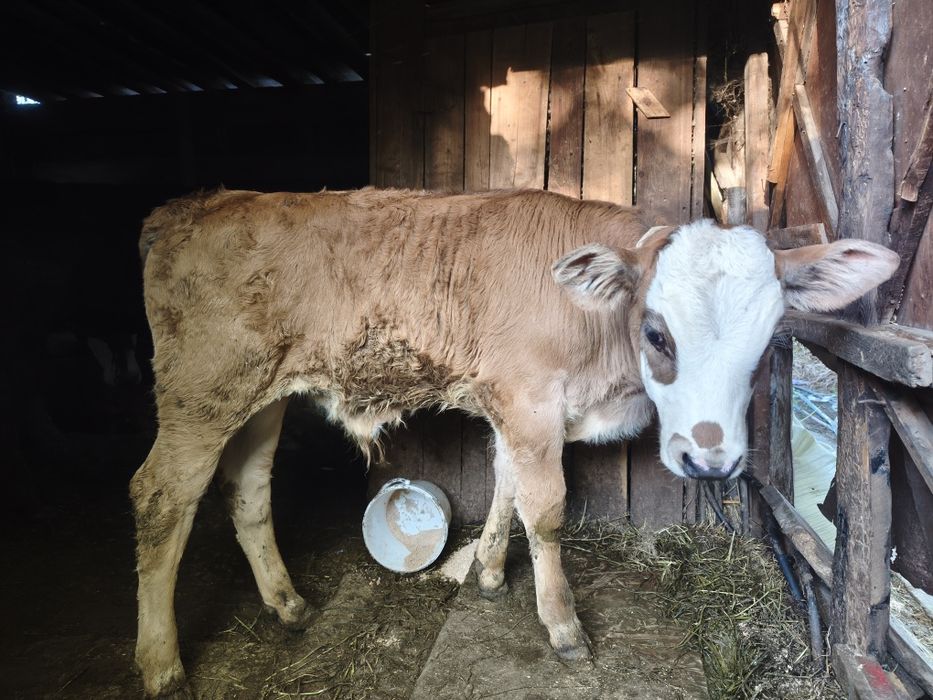 Продам корову и теленка