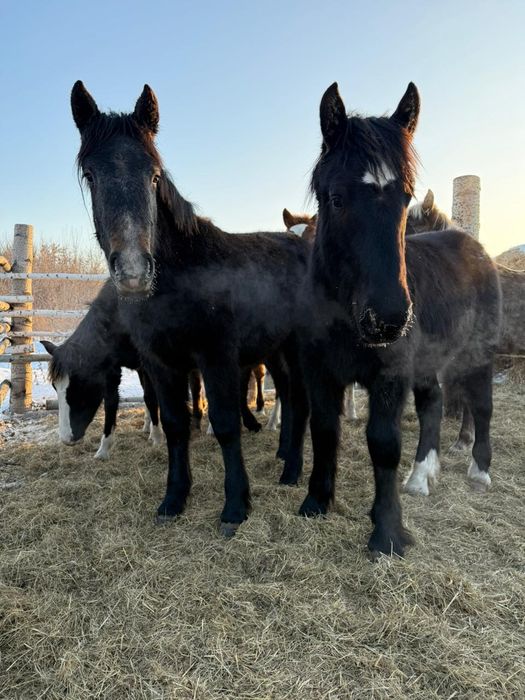 Продам тяжеловозов жеребчиков