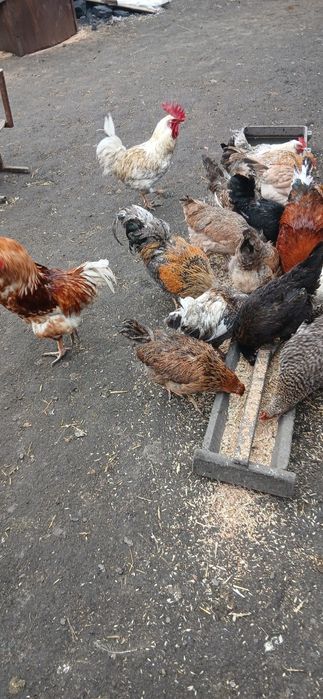 Продам петухов...