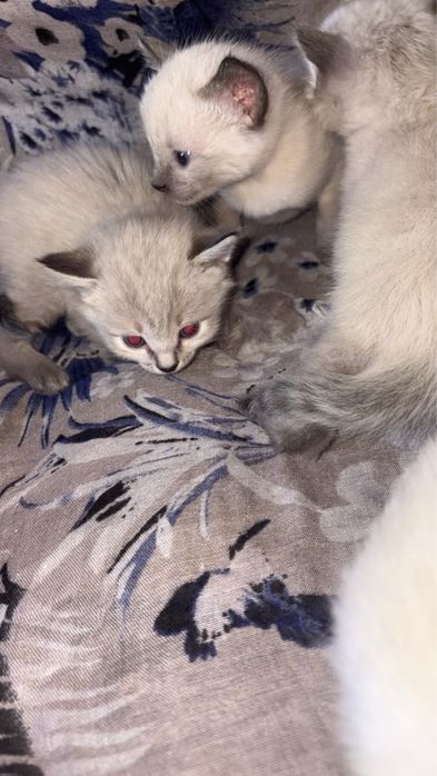 Котята отдам добрый руки