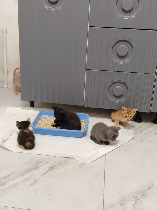 Котята в добрые руки