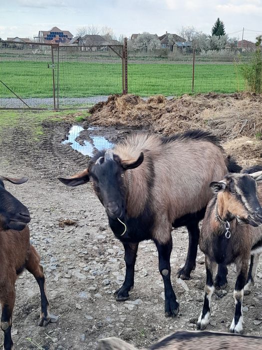Vand iezi si un tap alpin francez