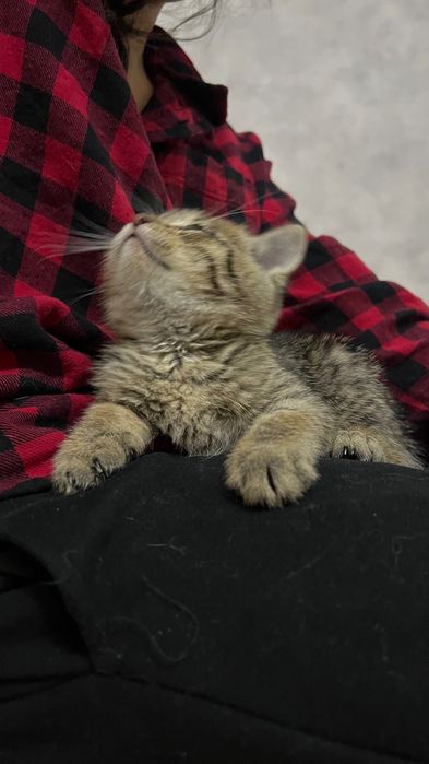 Котенок 1 месяц, отдам в добрые руки!