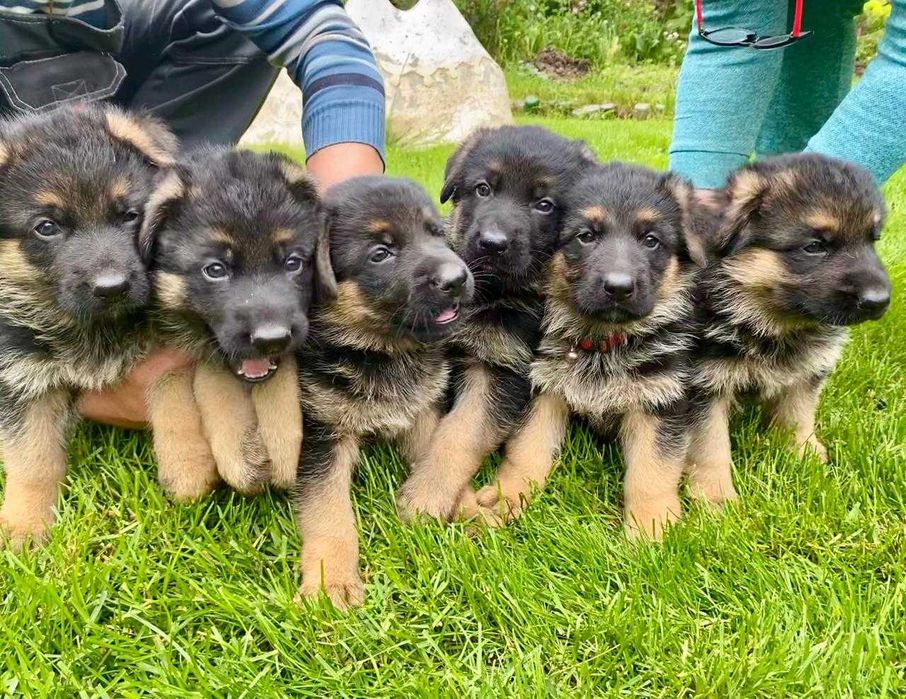 Щенки немецкой овчарки