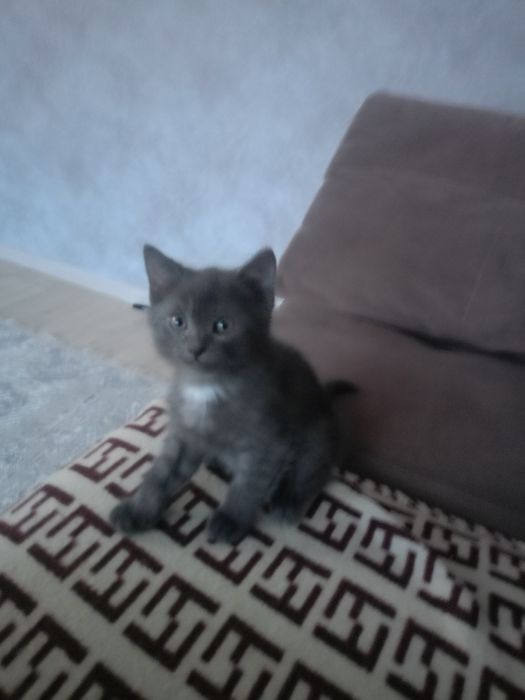 Продам британцев