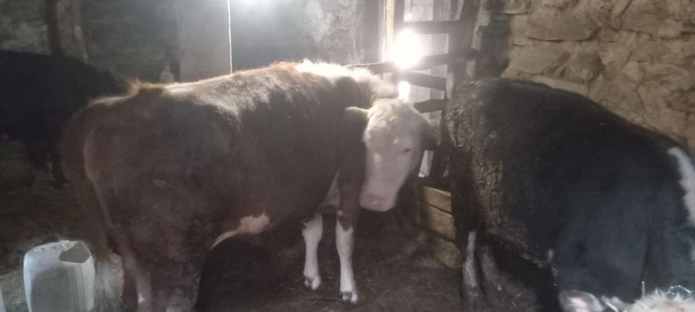 Бордақта тұрған бұқа, сиыр