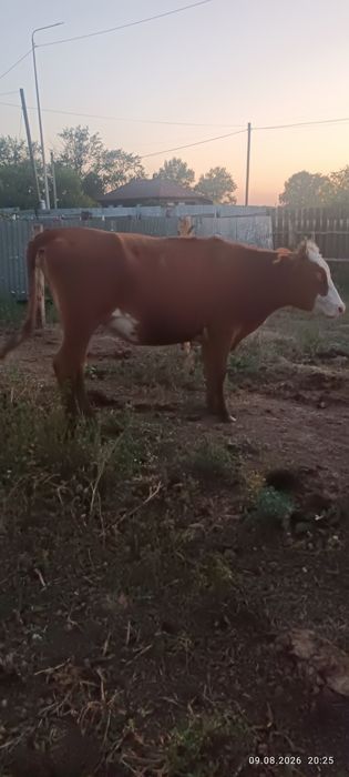 Сиыр және тайыншалар сатылады