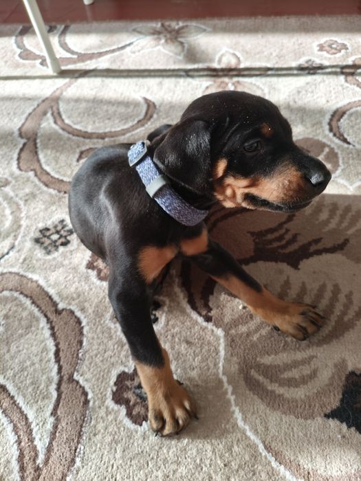 Продам доберман 1 месяц