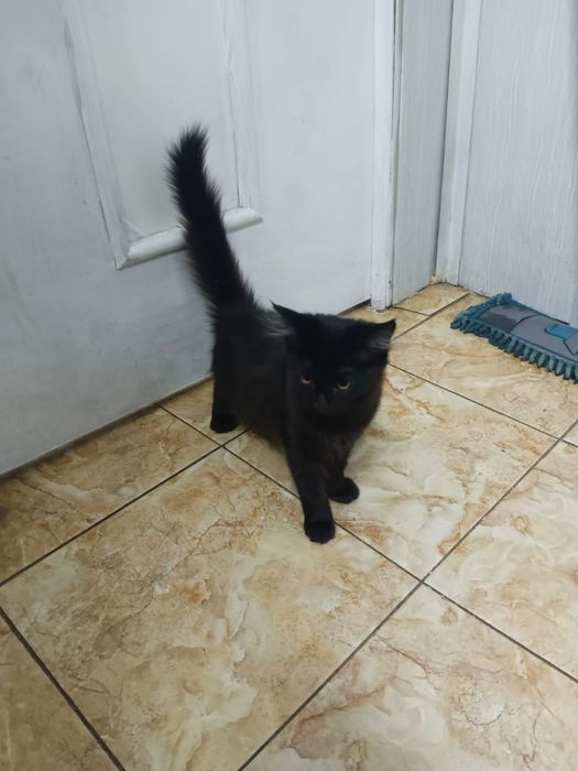 Отдам котят, девочки