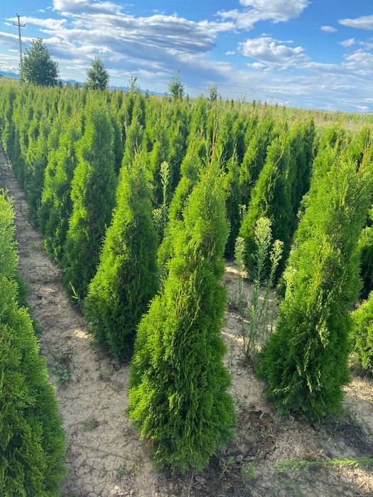 Tuia direct de la producator