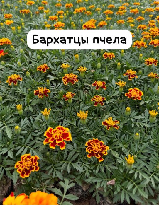 Бархатцы уличные