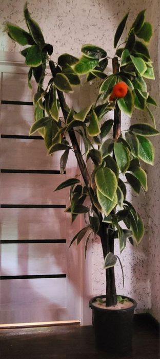 Шикарное декаративное дерево 2х метровое