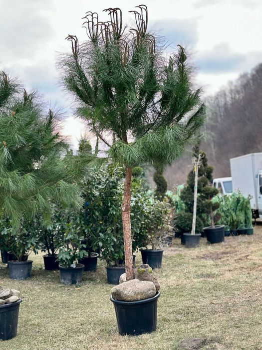Plante de Exterior Rezistente la Ger – Orice Comandă cu Montaj