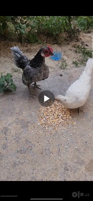 Японча зотли бентамлар