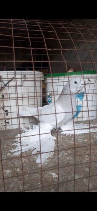 Голуби на гребле