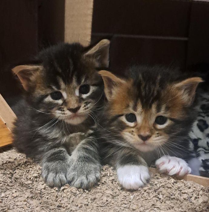 Котята Мейн-кун.