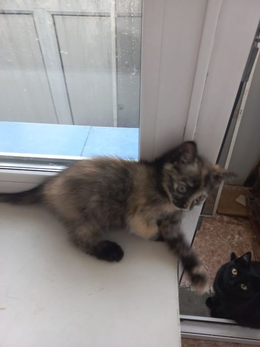 Отдам даром красивого котенка.девочку