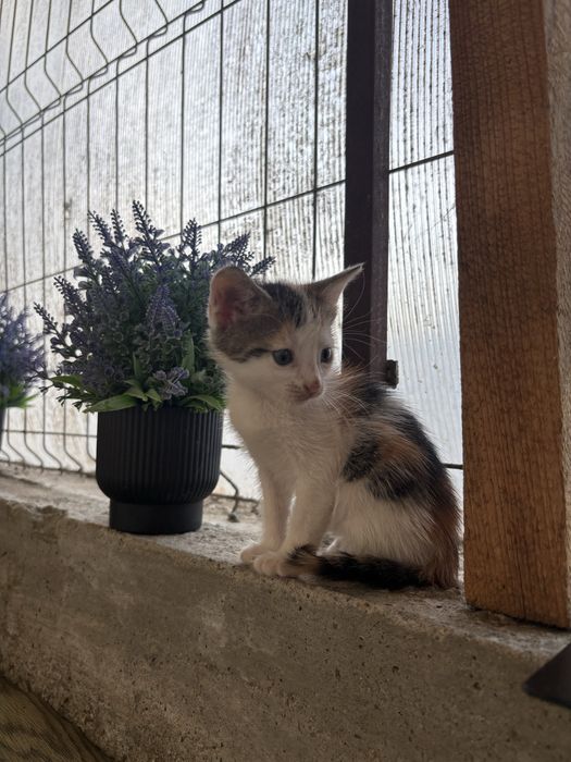 donez pisicute 6 saptamani