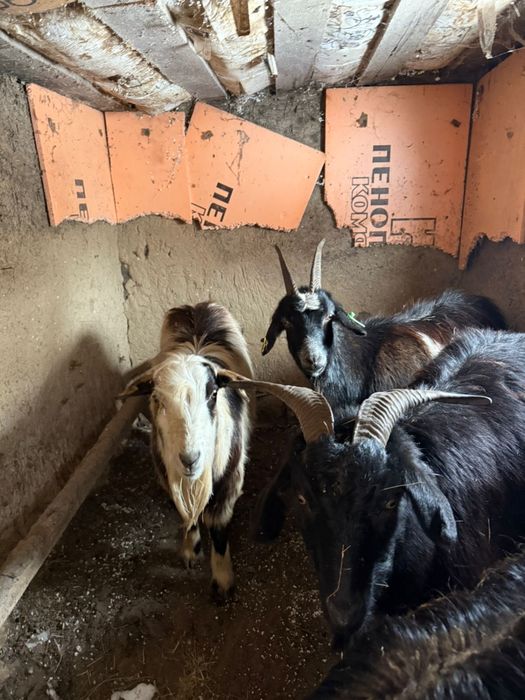 Козы и козлы 2/2