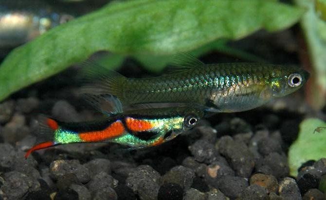 Гуппи эндлера продам