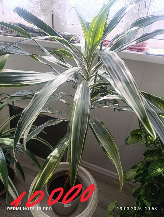 Комнатные  цветы