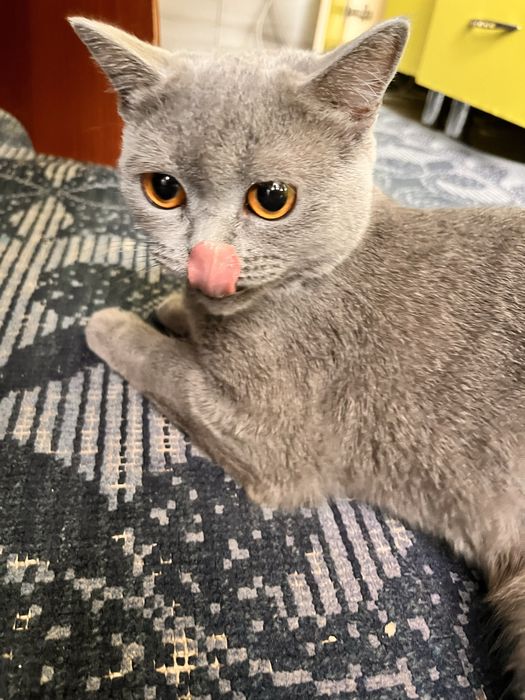 Отдам в добрые руки