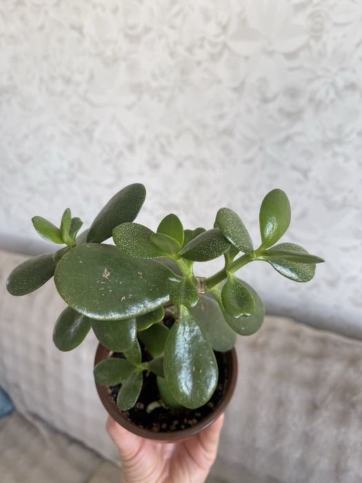 Комнатные цветы Толстянка Аихризон