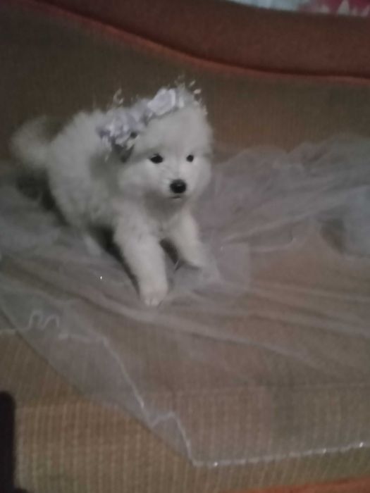 Уникальные щенки