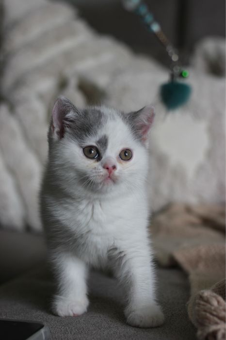 Британский котенок мальчик 1,5 месяца