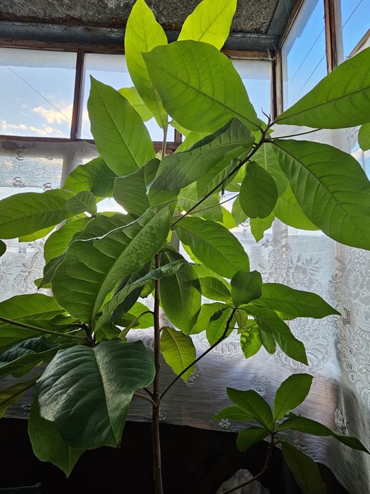 Дерево комнатное продам.
