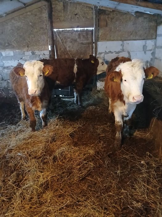 Vând 4 vitele baltate