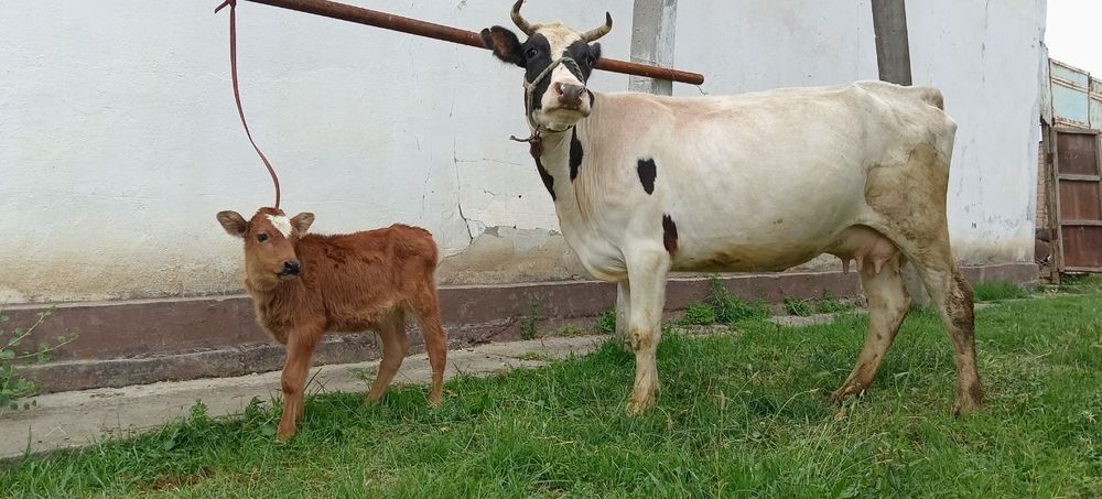 Ona bola sigir sotiladi