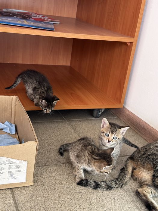 Котята даром