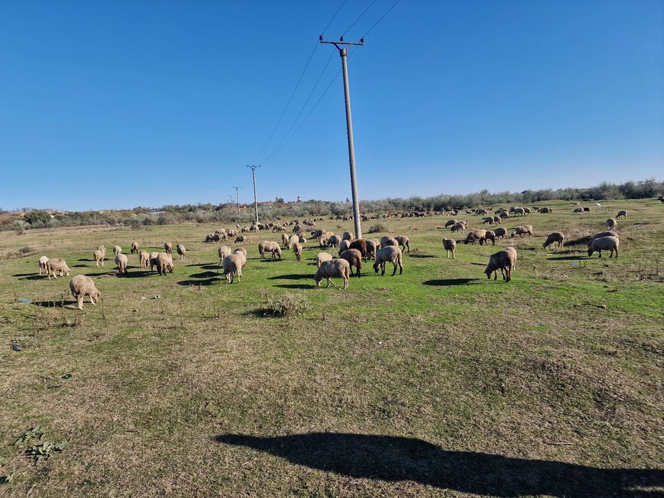 Vând 100 oi de ținut+30 capre cu lapte
