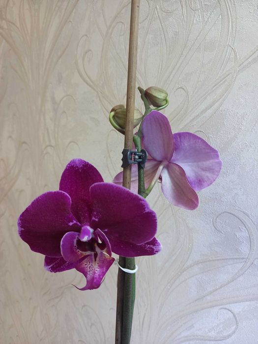 Орхидея фаленопсис цветущая
