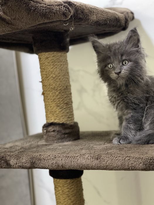 Мейн Кун котик