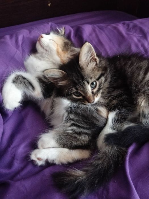 Кошка, котята, кот, котенок