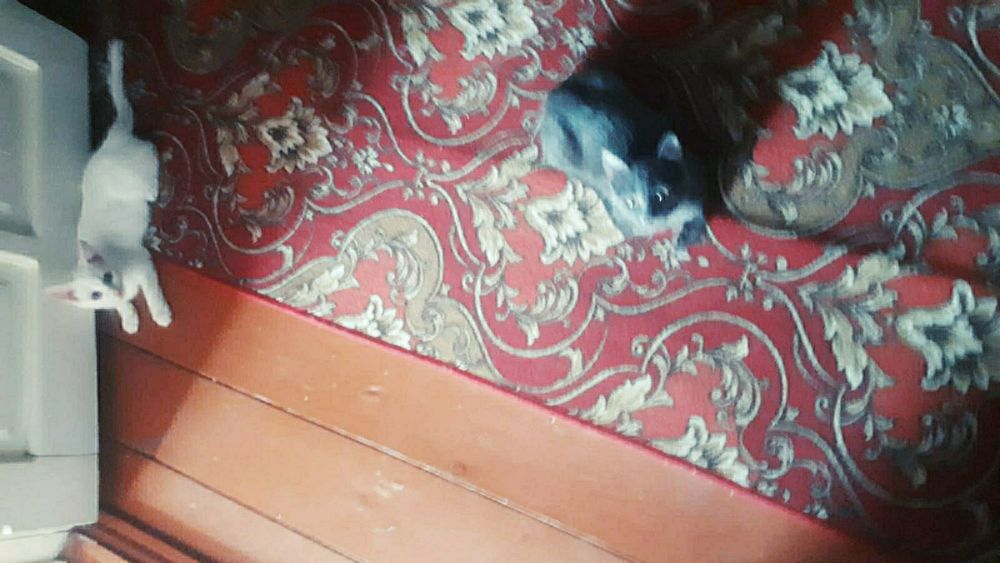 Отдам бесплатно котят