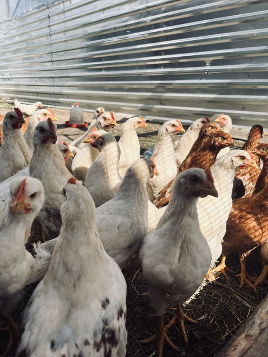 Дом с тепличным бизнесом