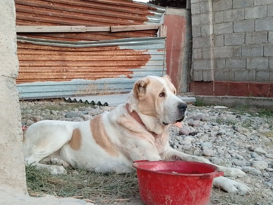 2 айлық алабай күшік сатылады