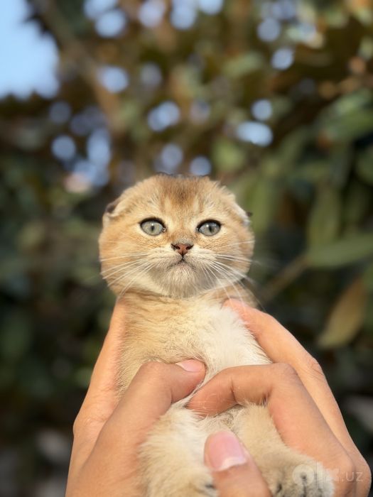 Котята породистые (скоттиш фолд и страйт)