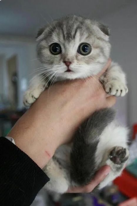 Котята Шотландцы