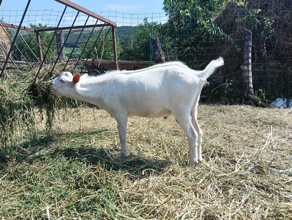 Animale de rasa !