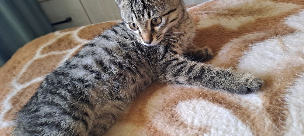 Отдам катенка в добрые руки